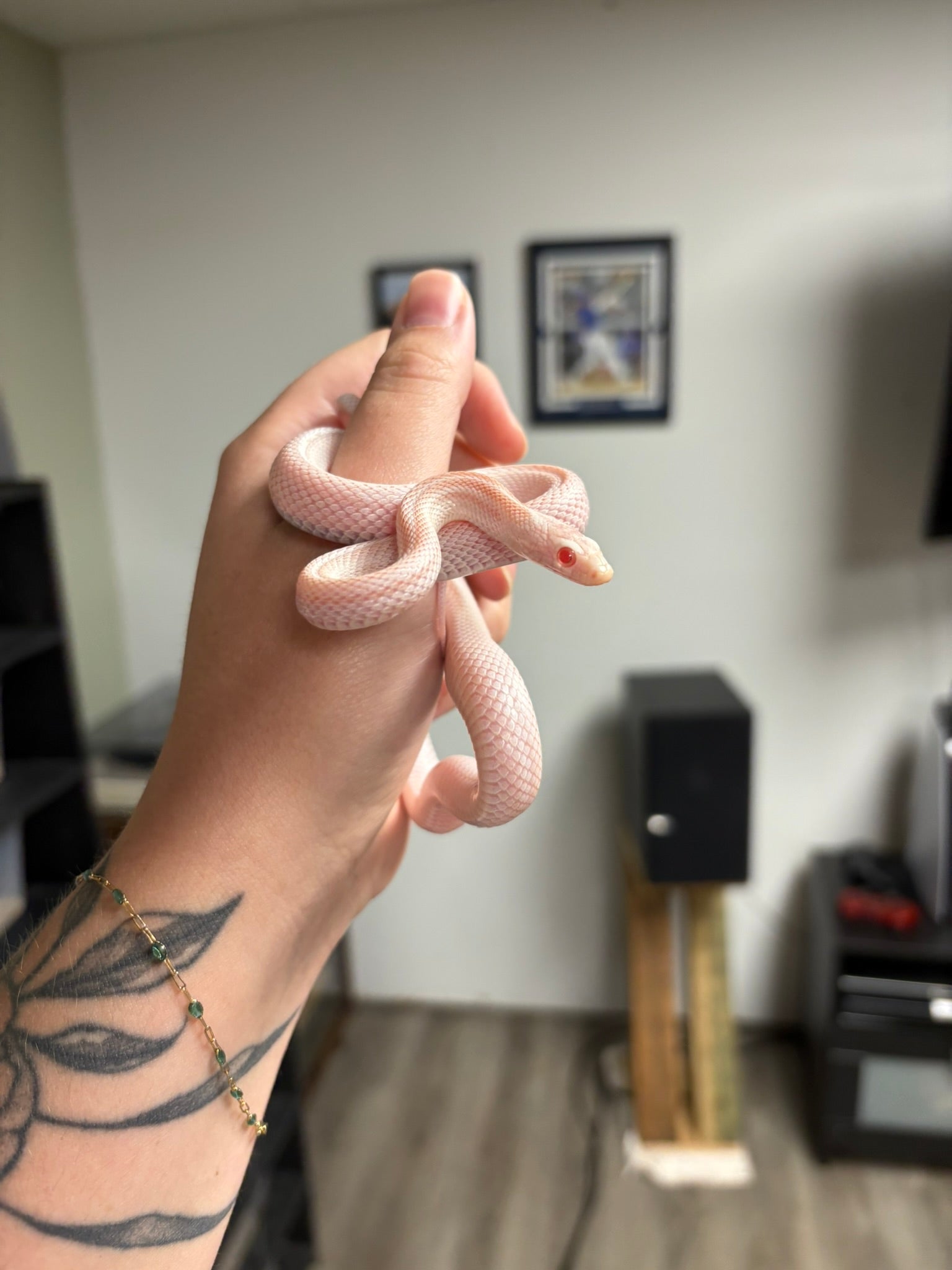 Peppermint Tessera Motley Corn Snake - Male