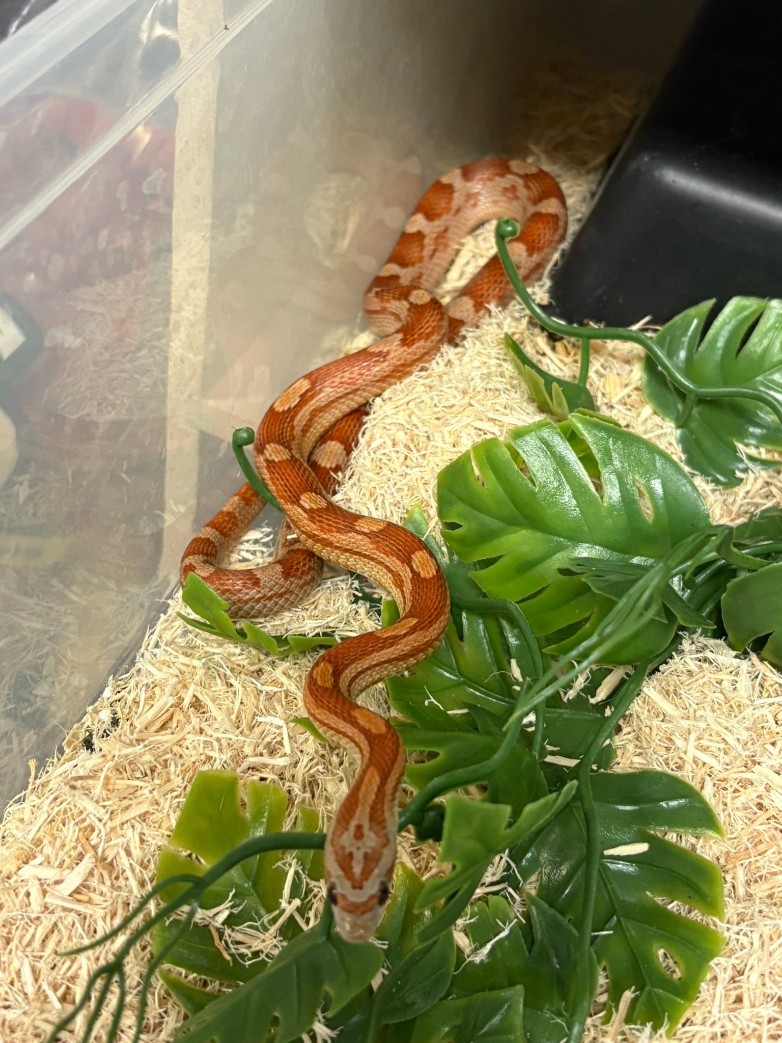 Juvenile (2024) Corn Snake- Classic Motley Het: Amel, Cinder, Caramel, Hypo (Male)