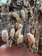 P. scaber "Purple Ghost" 12 Count