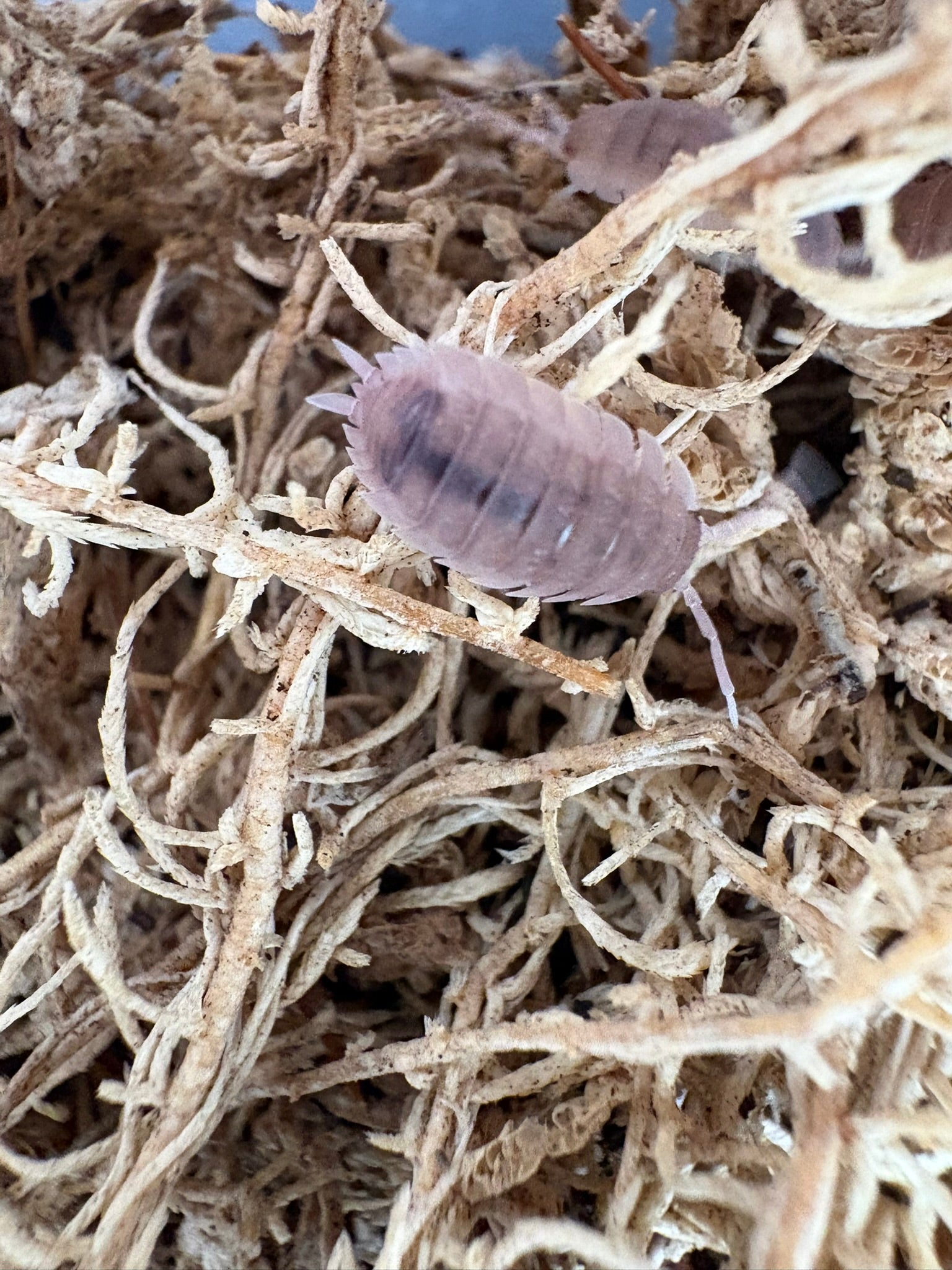 P. scaber "Purple Ghost" 12 Count