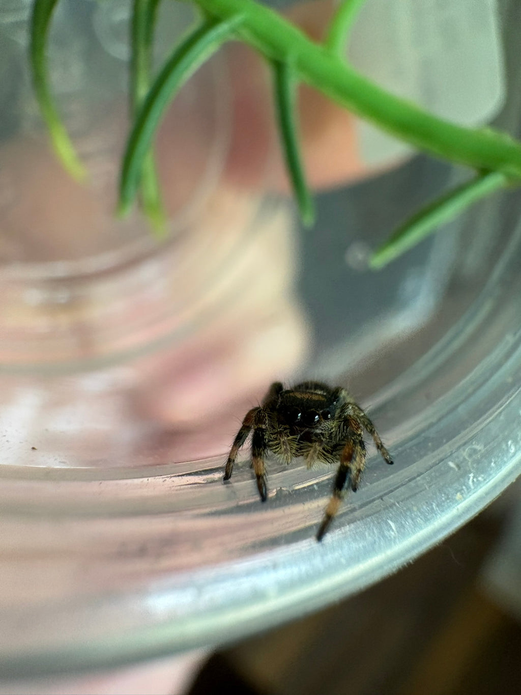 Phidippus Regius “Dark Orange” – Regal Jumping Spider – CB