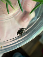 Phidippus Regius “Dark Orange” – Regal Jumping Spider – CB