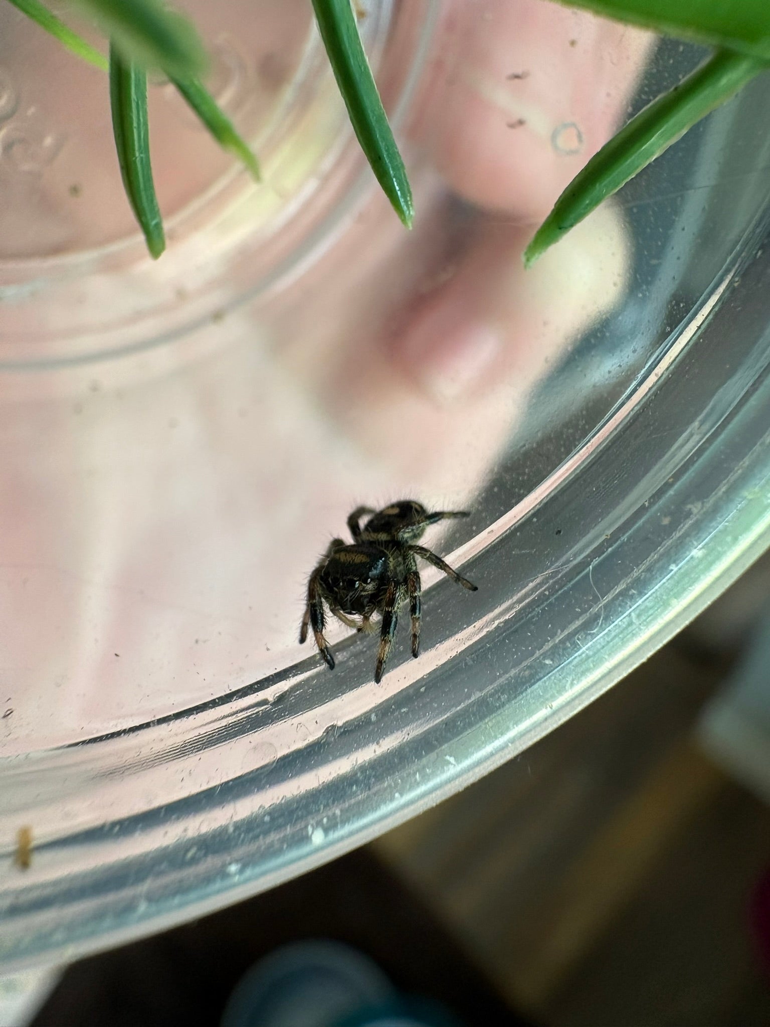 Phidippus Regius “Dark Orange” – Regal Jumping Spider – CB