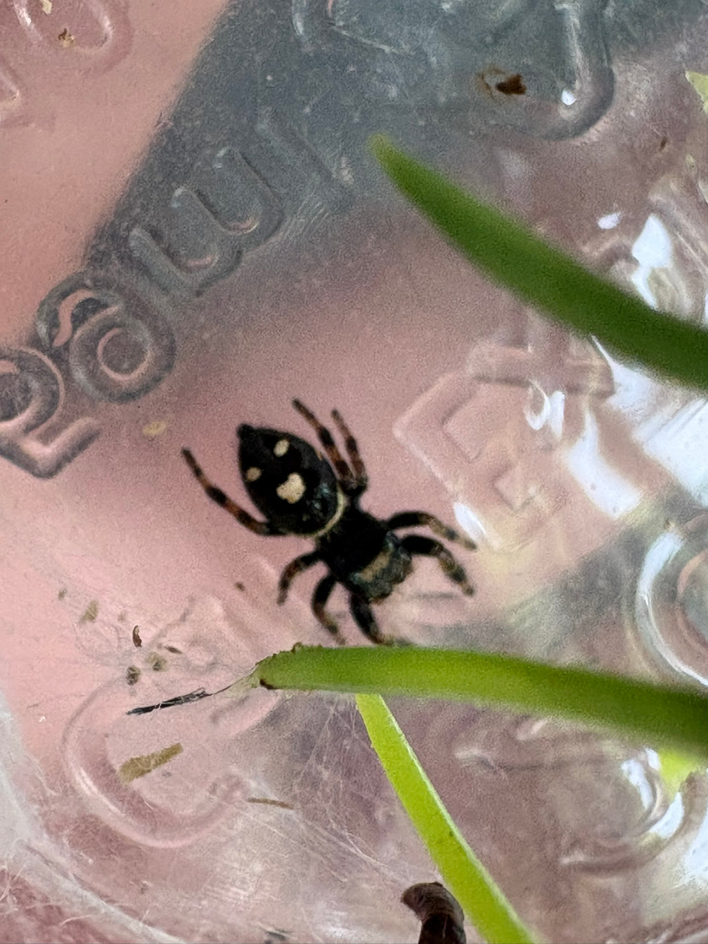 Phidippus Regius “Apalachicola White” – Regal Jumping Spider – CB