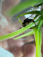 Phidippus Regius “Apalachicola White” – Regal Jumping Spider – CB
