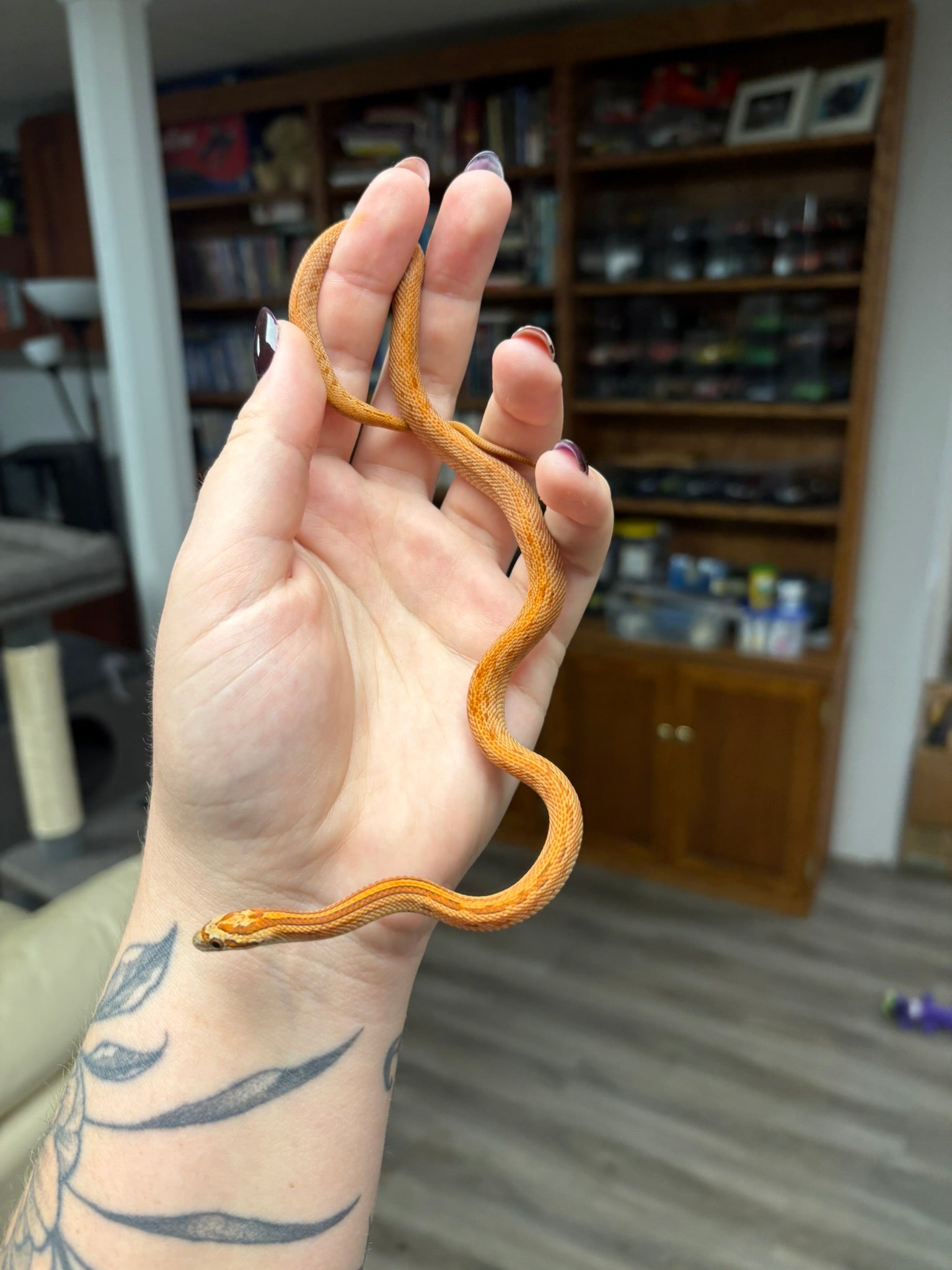 Baby Corn Snake - Chaos Tessera Diffused Het Charcoal (Female)