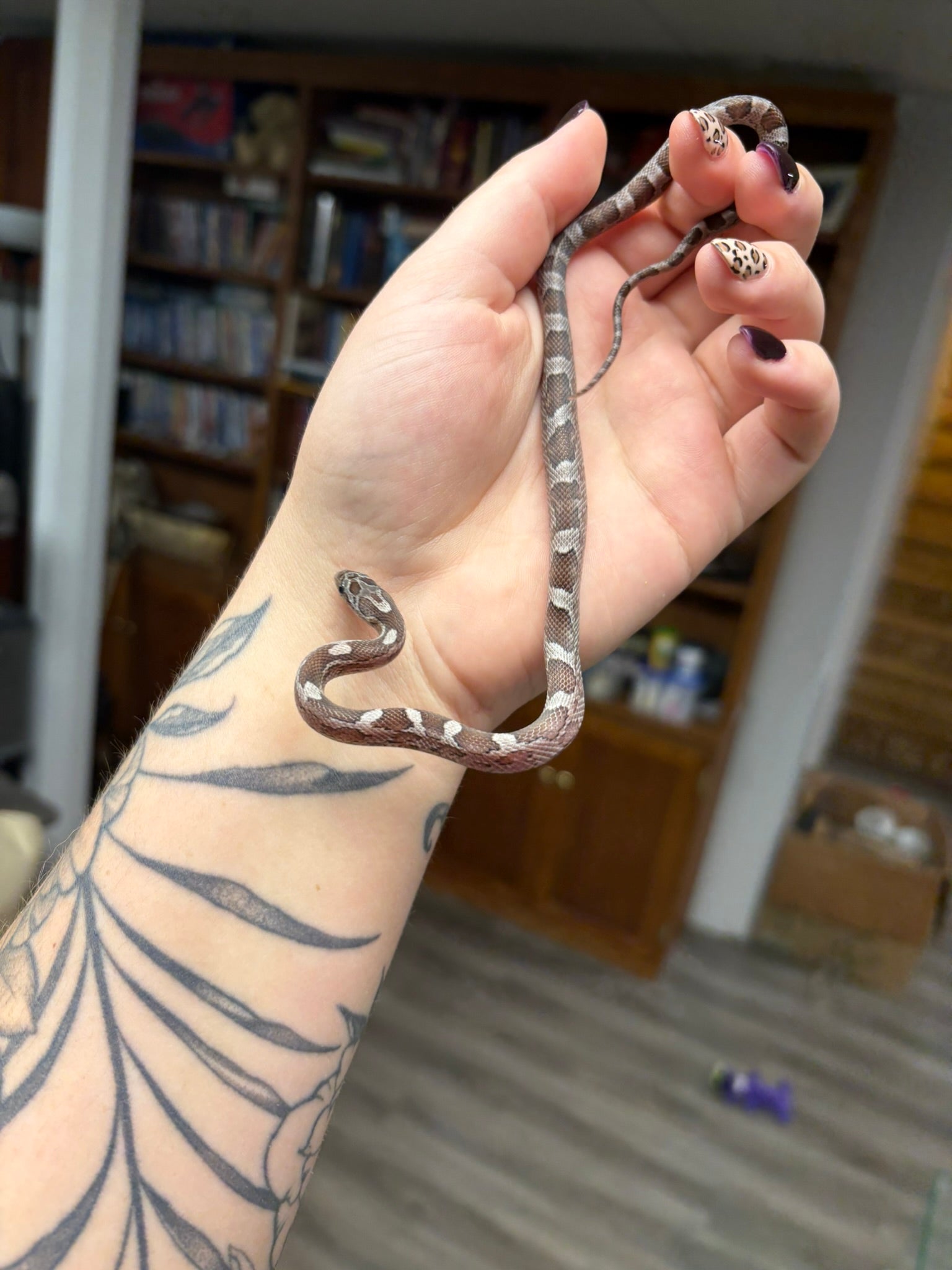 Baby Corn Snake - Pewter Het Amel / Anery (Female)