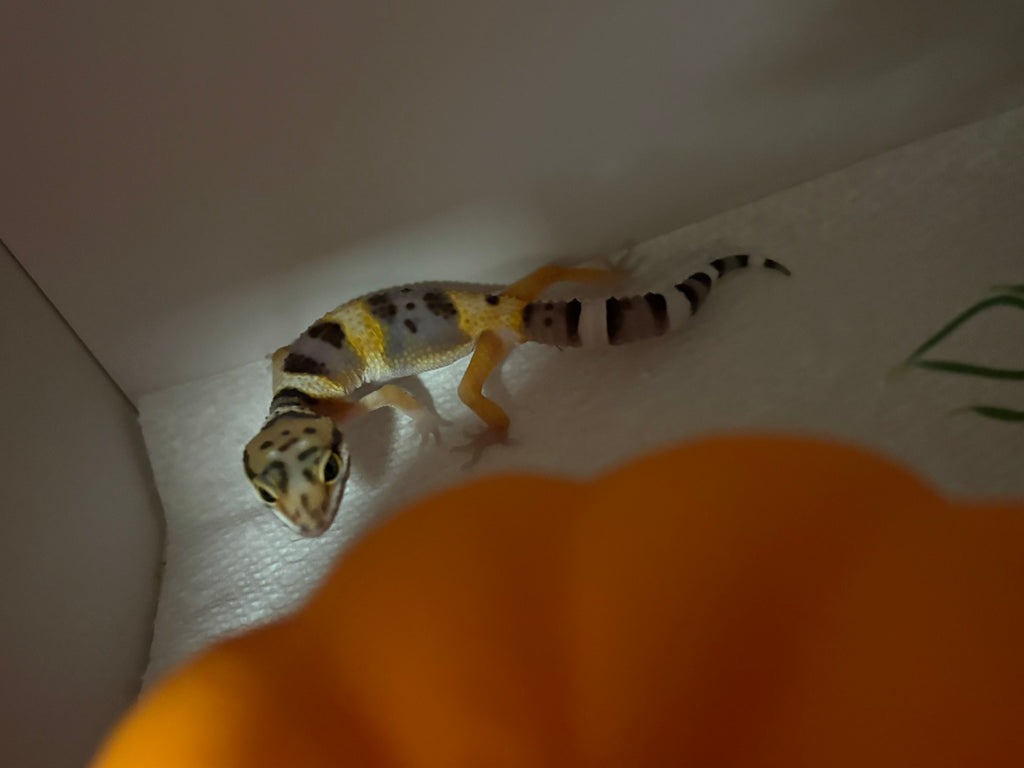 Baby Leopard Gecko (unsexed)