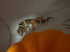 Baby Leopard Gecko (unsexed)