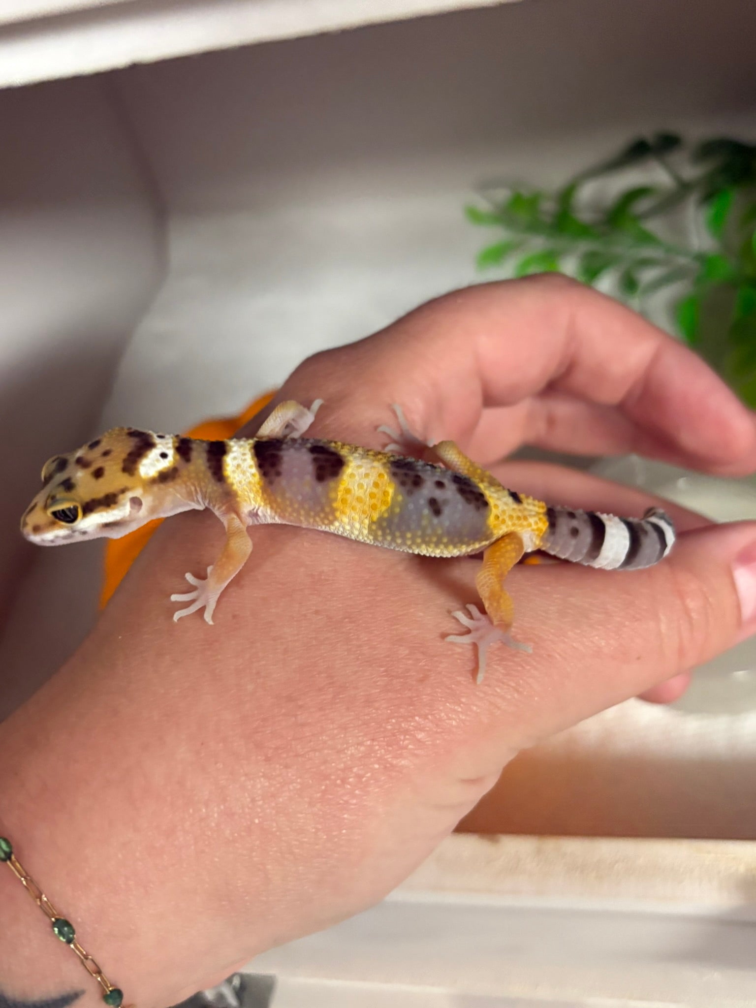 Baby Leopard Gecko (unsexed)
