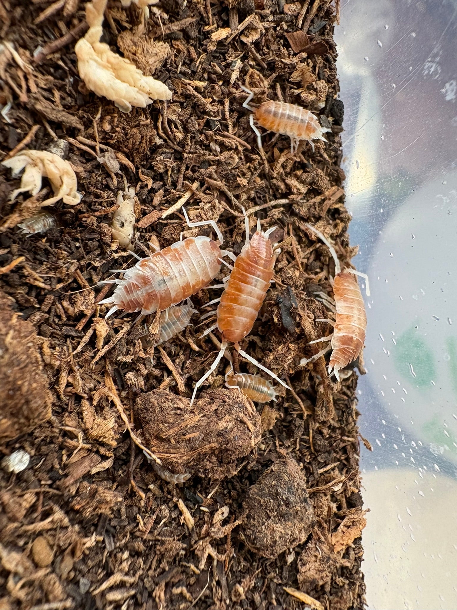 P. pruinosus "Orange Cream" Isopods - 12 Count