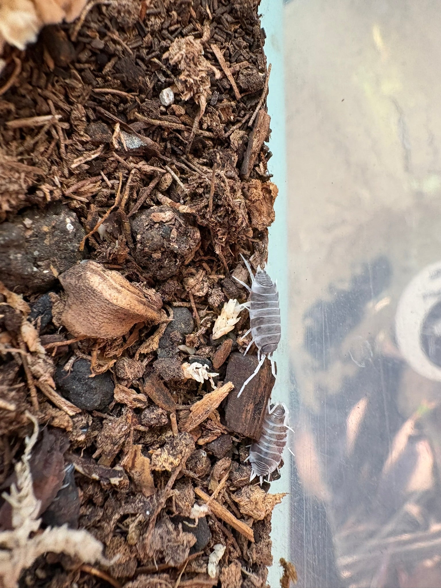 P. pruinosus "Oreo Crumble" Isopods - 12 Count