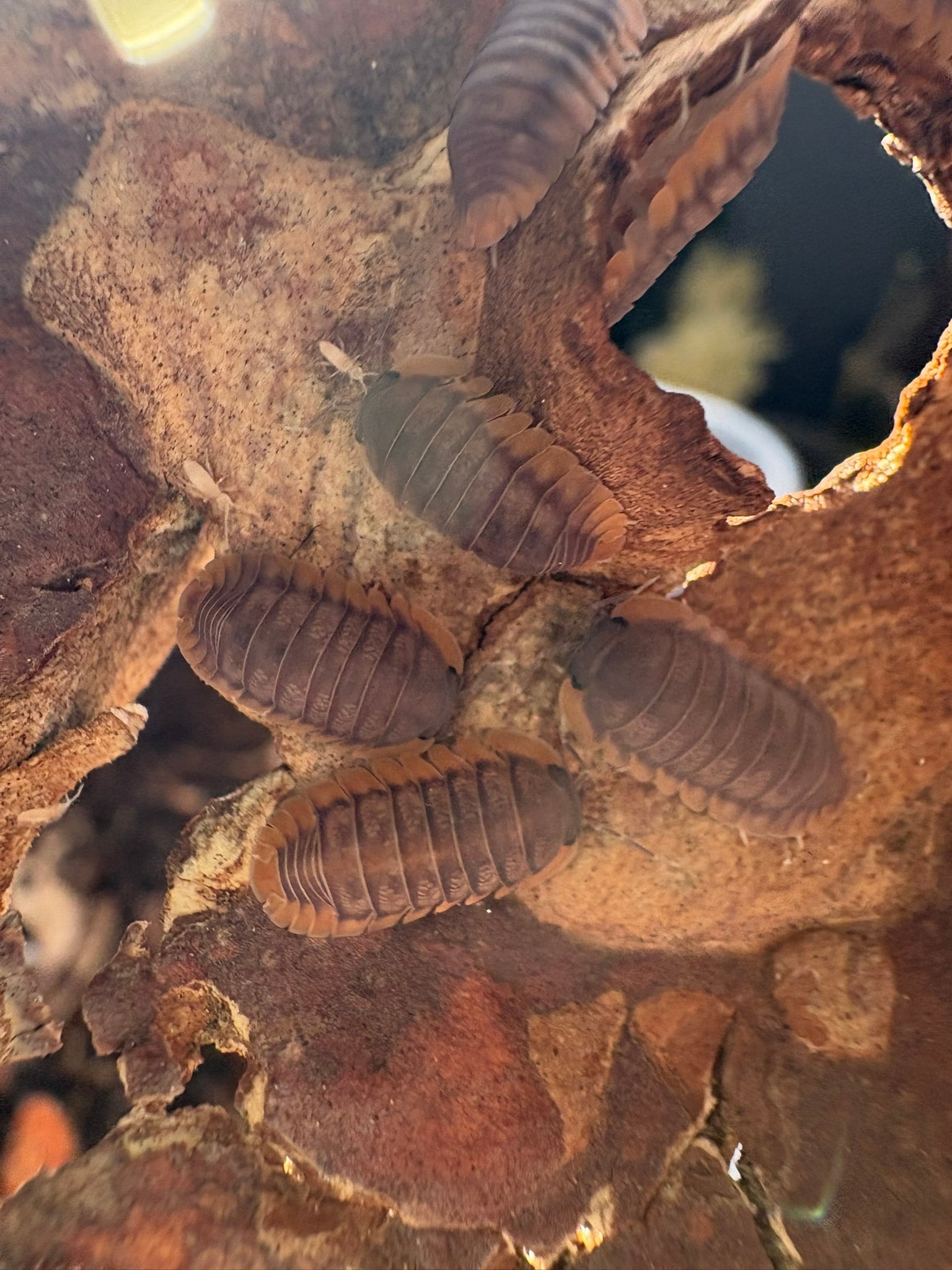 Cubaris sp. "Red Edge" Isopods - 6 Count