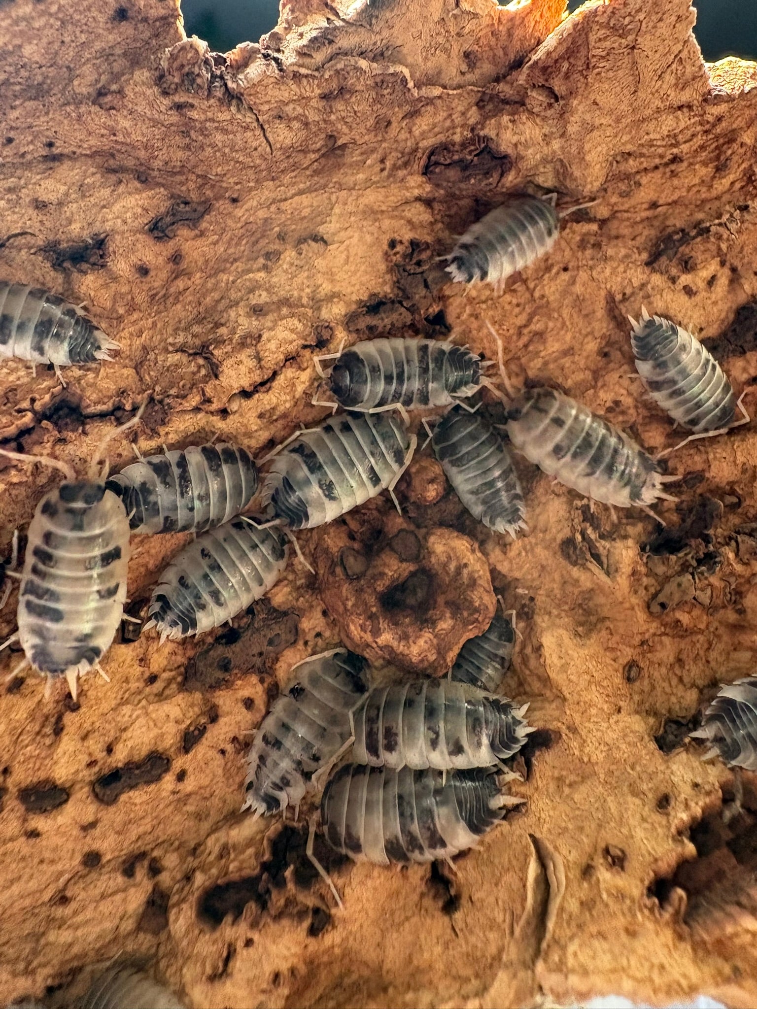 Porcellio laevis "Dairy Cow" Isopods - 12 Count