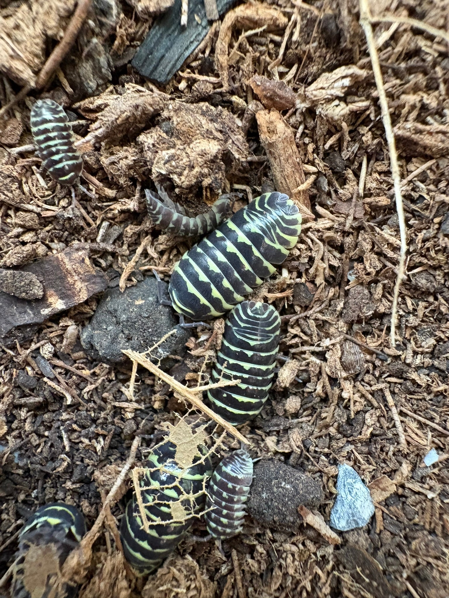 A. maculatum "Yellow Zebra" Isopods - 12 Count