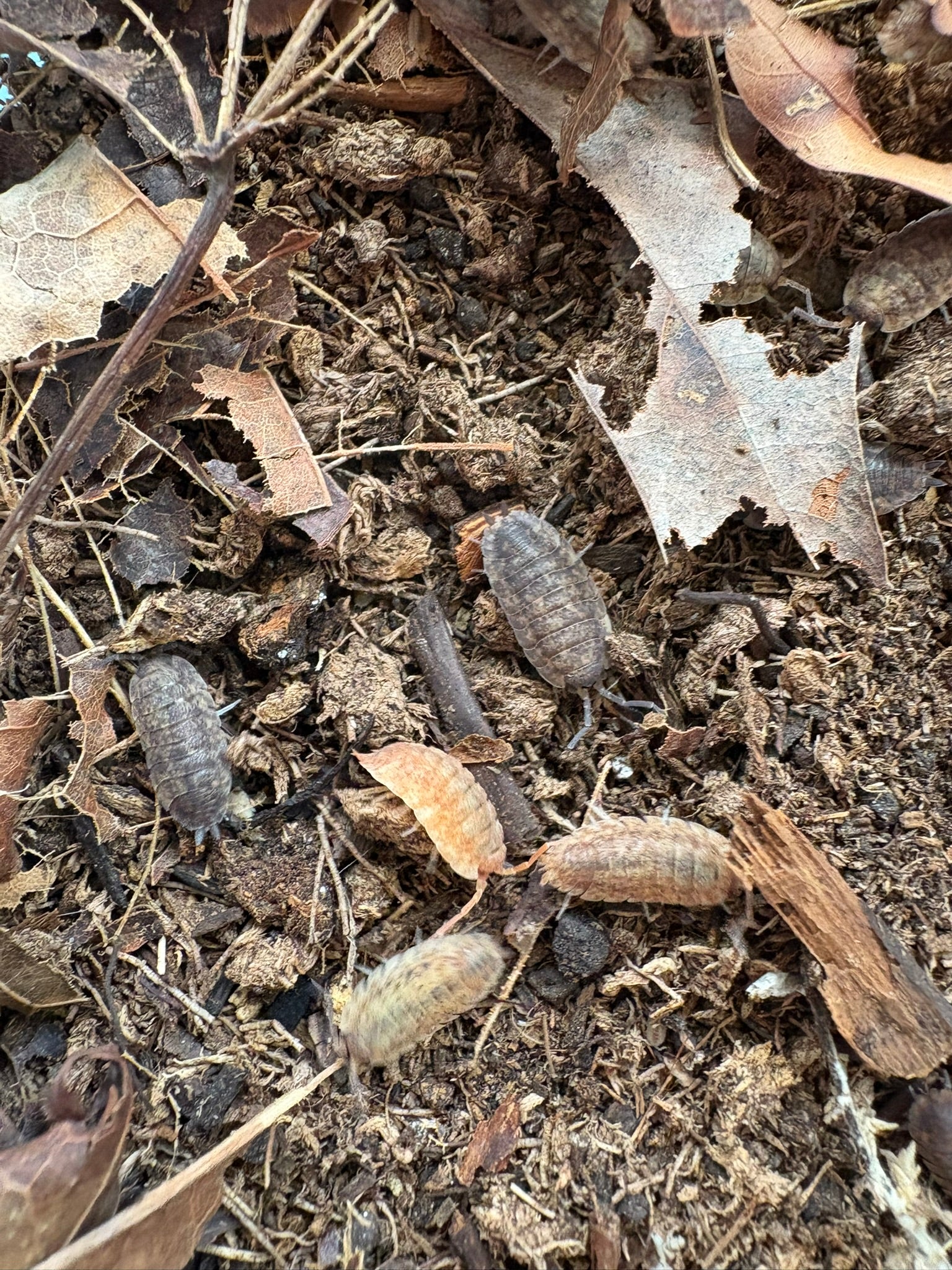 Porcellio scaber "Calico" Isopods - 12 Count