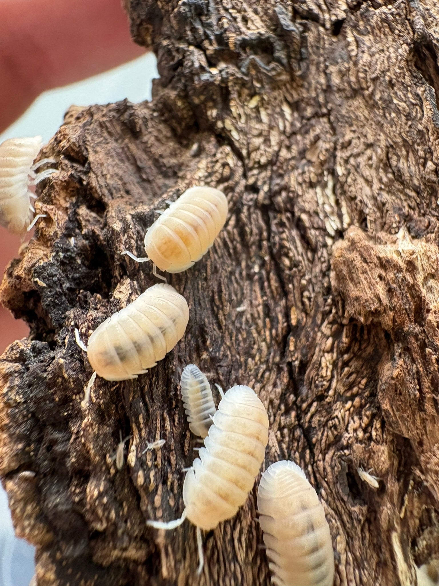 Nesodillo sp. "Yeti" Isopods - 10 Count