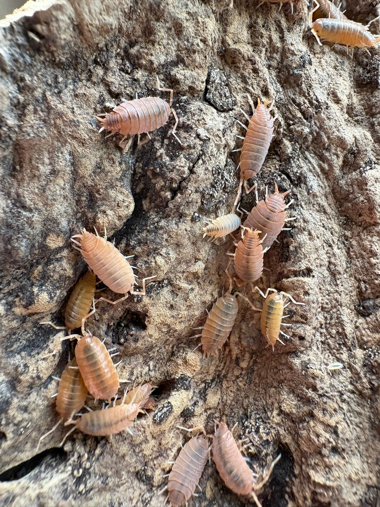 P. pruinosus "Powder Orange" Isopods - 12 Count