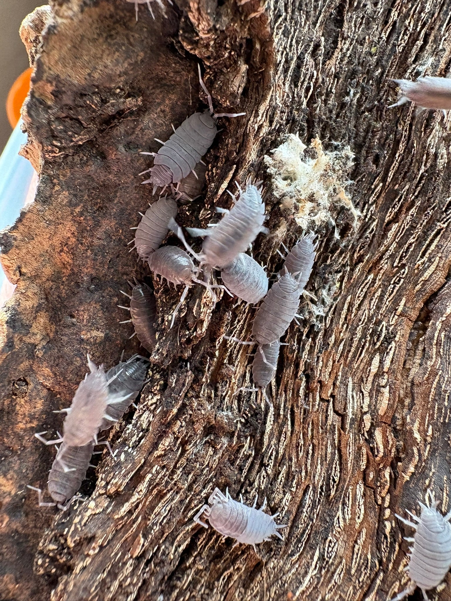 P. pruinosus "Powder Blue" Isopods - 12 Count