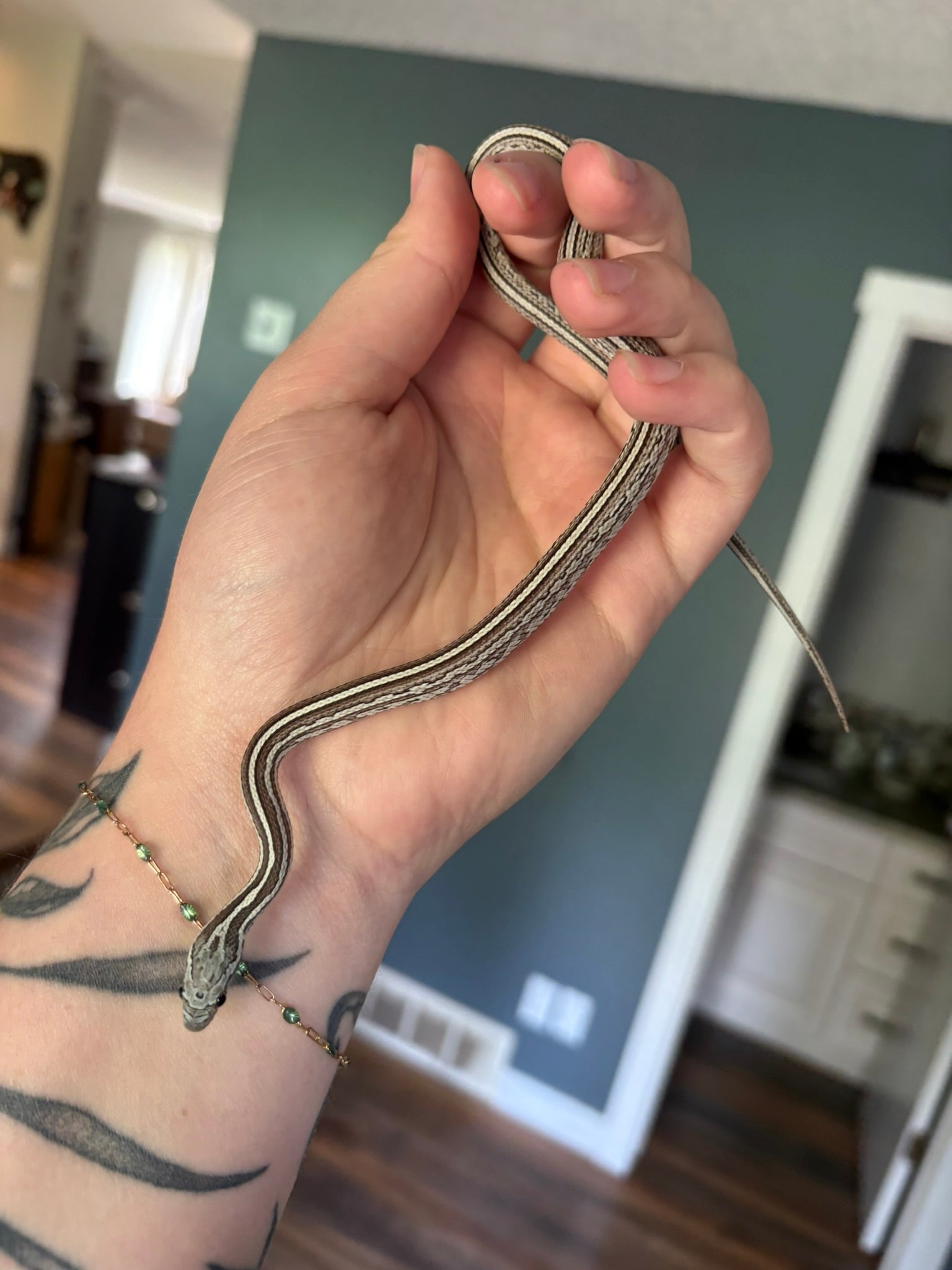 Baby Corn Snake - Tessera Anery (male)