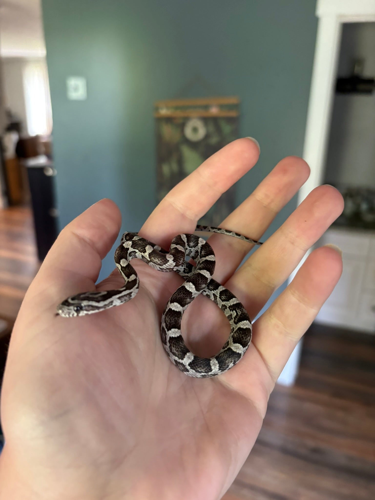 Baby Corn Snake - Anery (female)