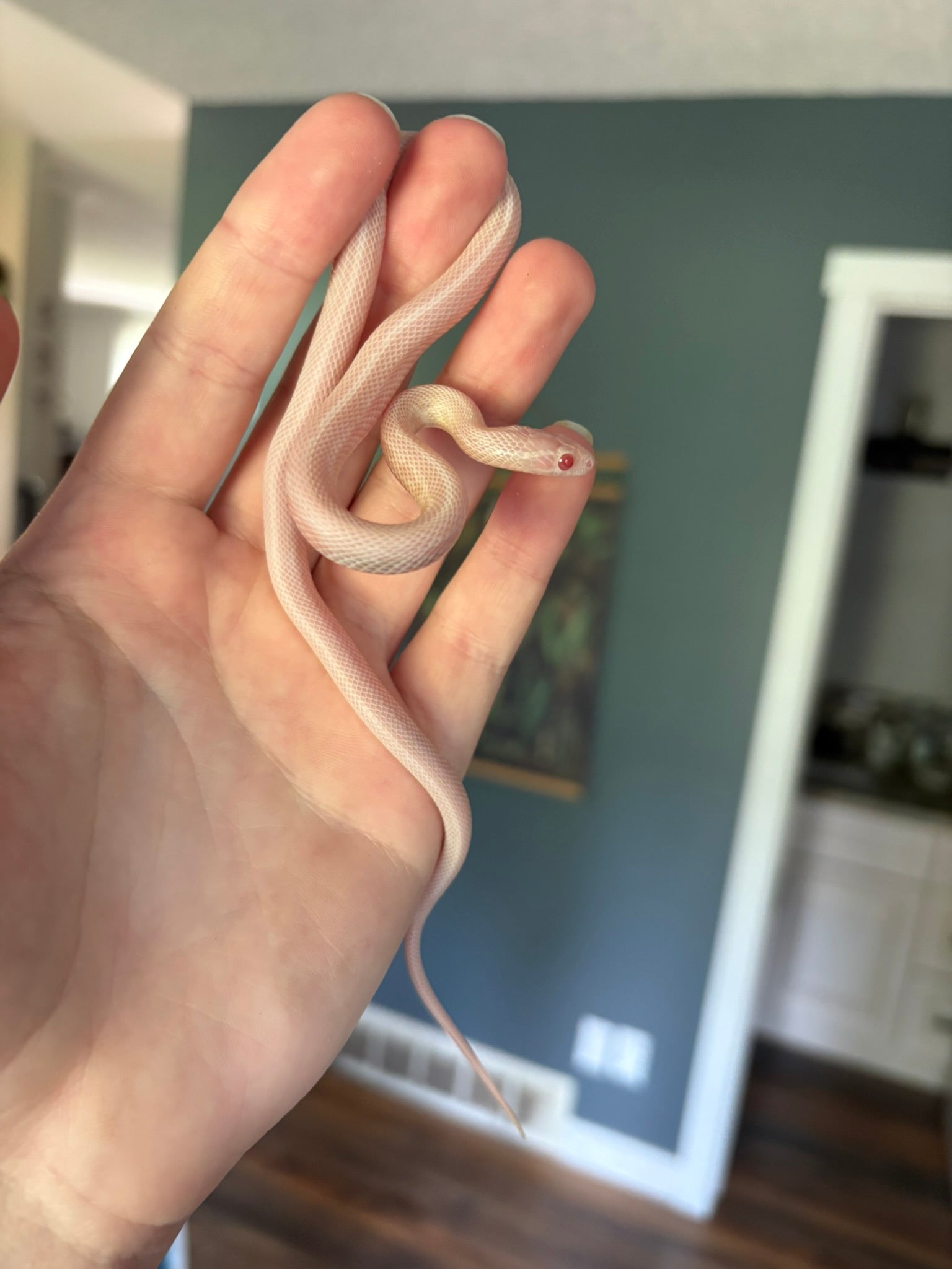 Baby Corn Snake - Tessera Blizzard (female)