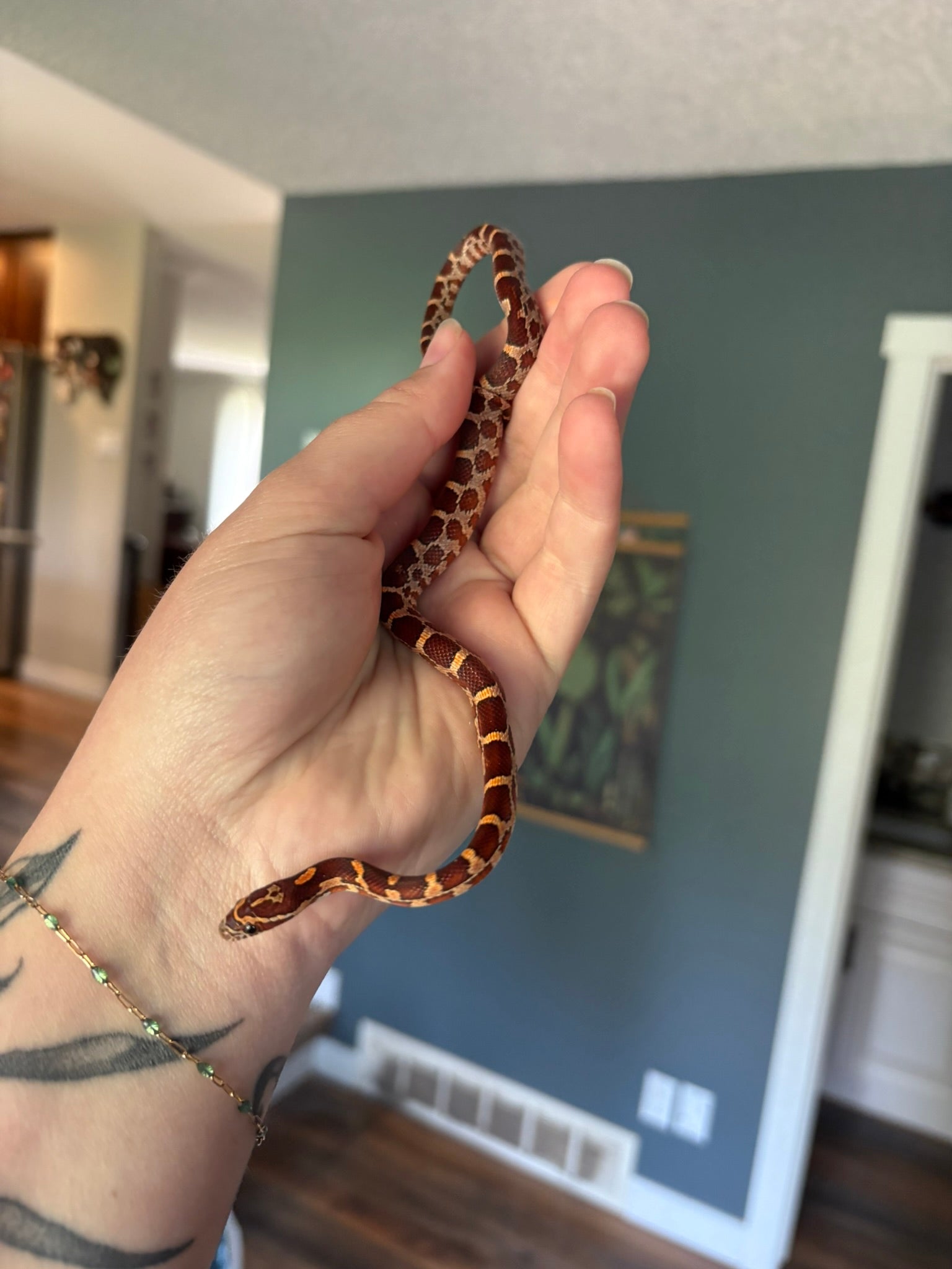 Baby Corn Snake - Classic (female)
