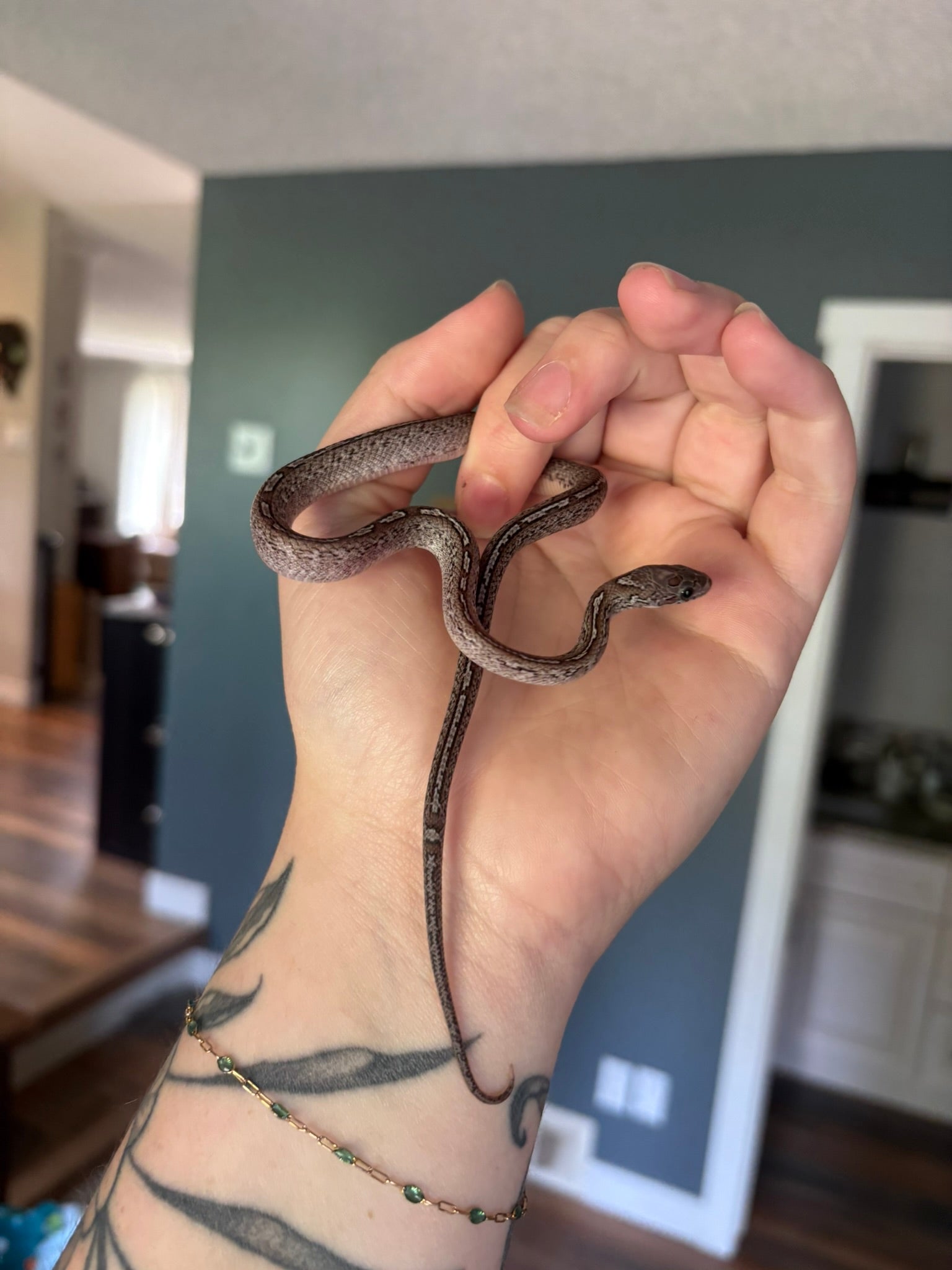 Baby Corn Snake - Tessera Pewter (Male)