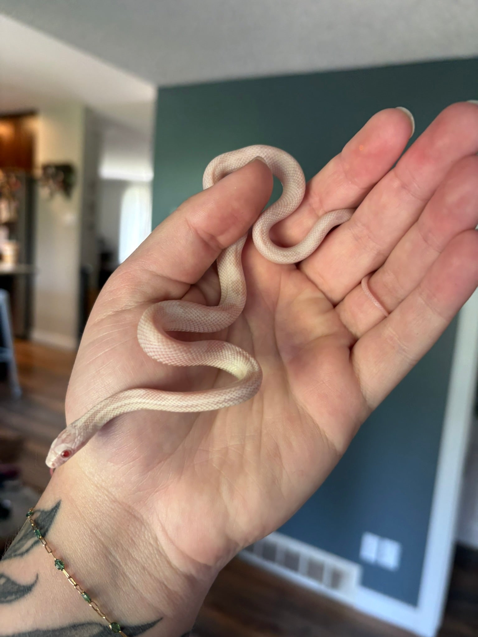 Baby Corn Snake -  Snow Motley (Female)
