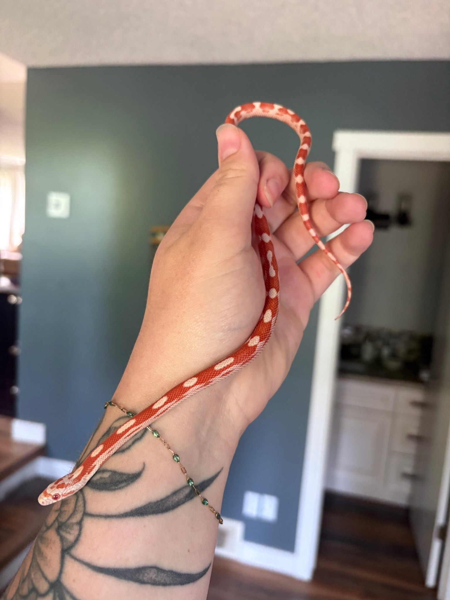 Baby Corn Snake - Amel Motley (female)