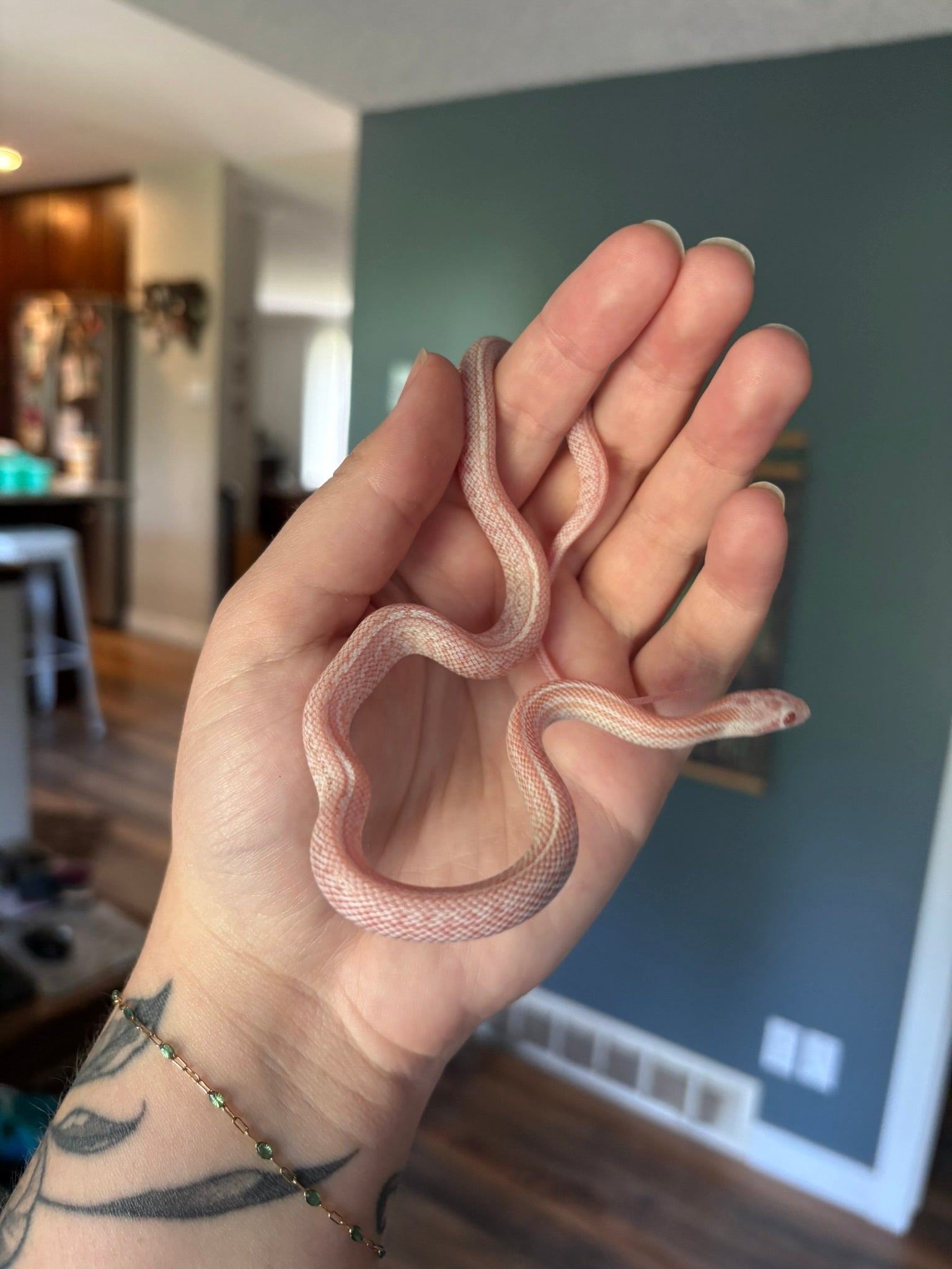 Baby Corn Snake - Tessera Peppermint Masque (Male)