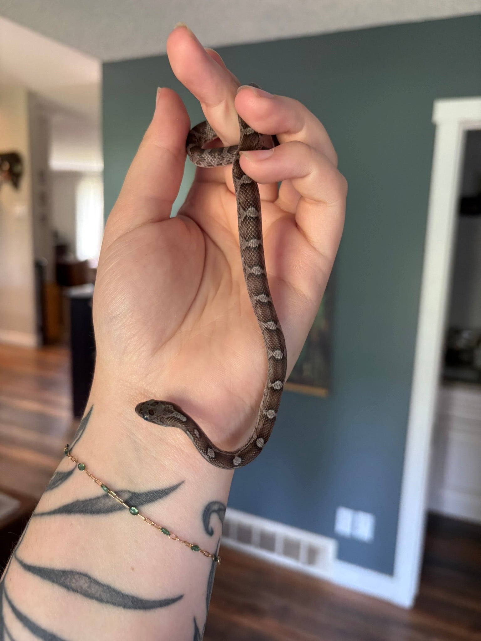 Baby Corn Snake - Pewter (male)