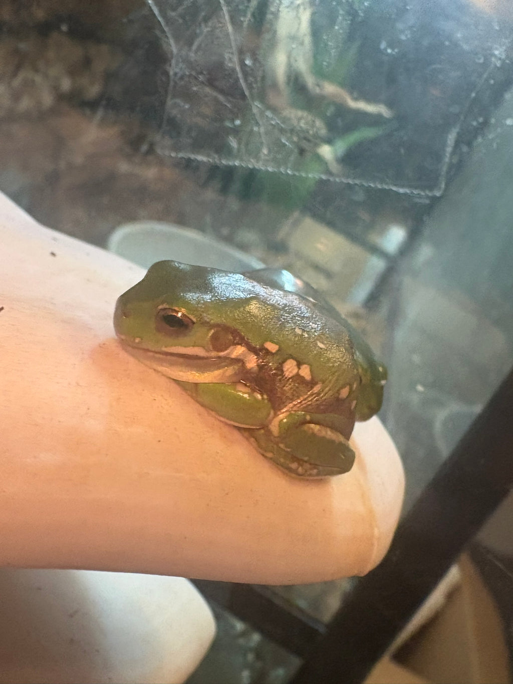 Baby Snowflake Whites Tree Frog (minimum purchase 2)