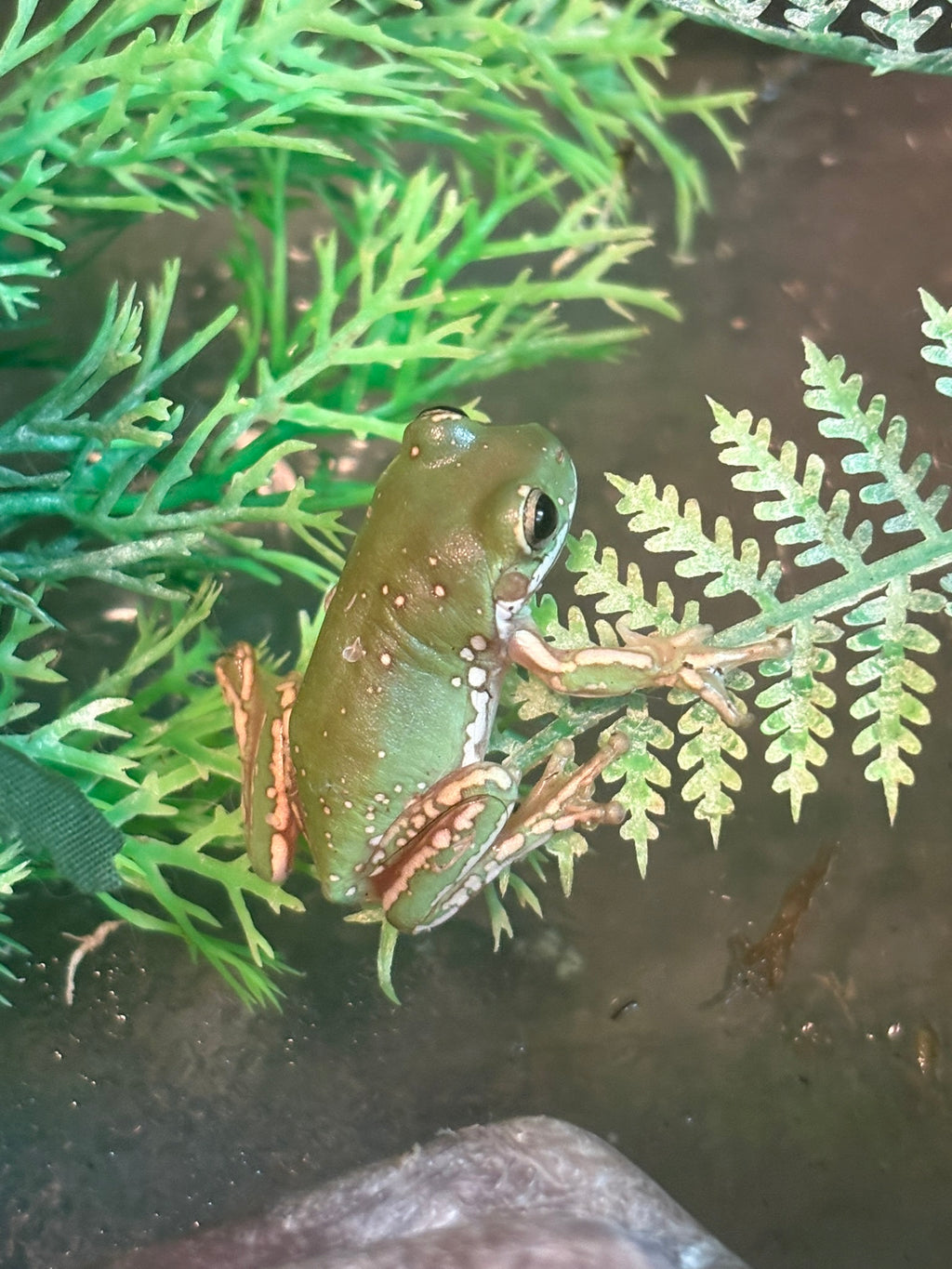 Baby Snowflake Whites Tree Frog (minimum purchase 2)