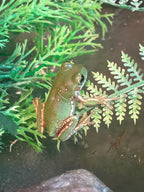 Baby Snowflake Whites Tree Frog (minimum purchase 2)