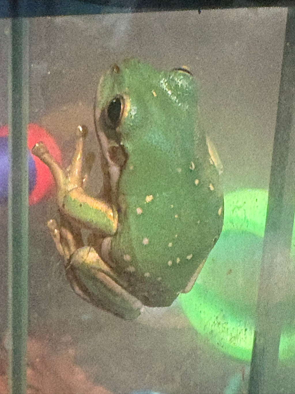 Baby Snowflake Whites Tree Frog (minimum purchase 2)