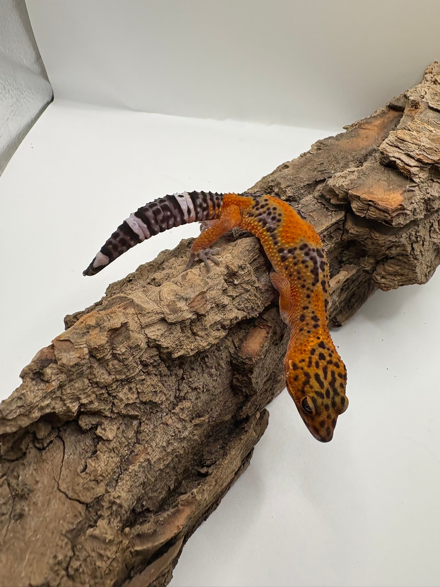 Blood Emerine Mix Leopard Gecko - Possible Female