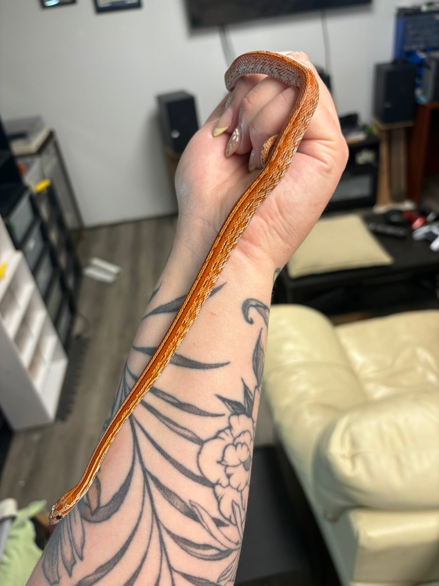 Baby Corn Snake- Female Bloodred Tessera het: Anery, Charcoal