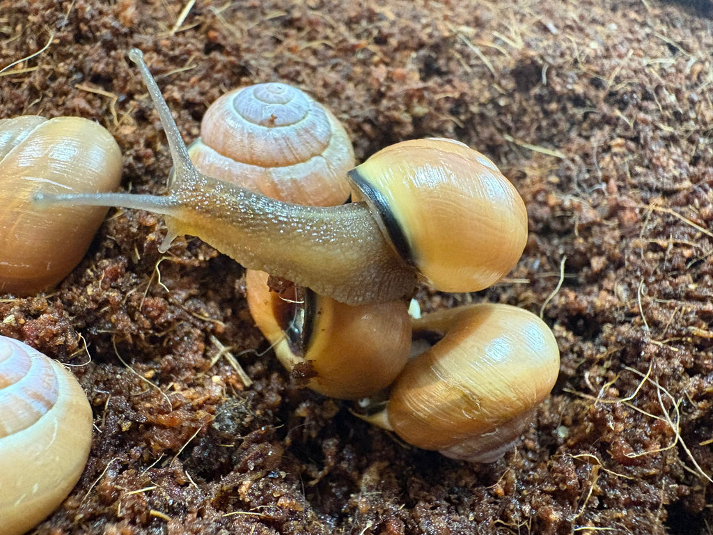 High-End Captive Bred Grove Snail (Cepaea nemoralis)