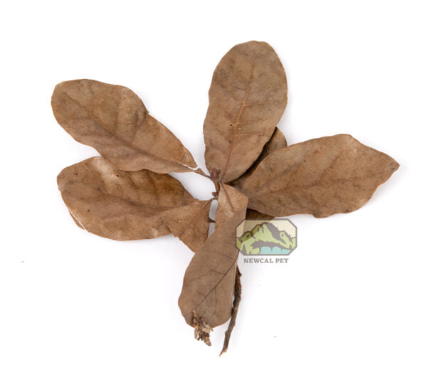 NewCal Water Oak Leaf Litter